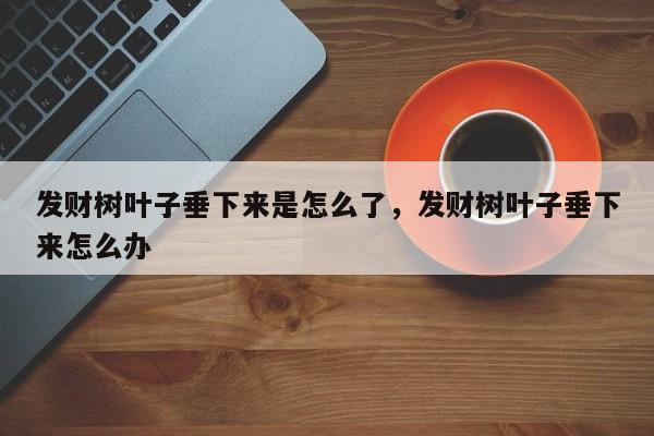 发财树叶子垂下来是怎么了，发财树叶子垂下来怎么办-第1张图片-我家生活百科