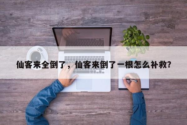 仙客来全倒了，仙客来倒了一根怎么补救？-第1张图片-我家生活百科