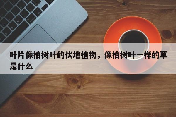 叶片像柏树叶的伏地植物，像柏树叶一样的草是什么-第1张图片-我家生活百科