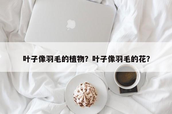 叶子像羽毛的植物？叶子像羽毛的花？-第1张图片-我家生活百科