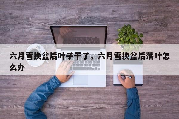 六月雪换盆后叶子干了，六月雪换盆后落叶怎么办-第1张图片-我家生活百科