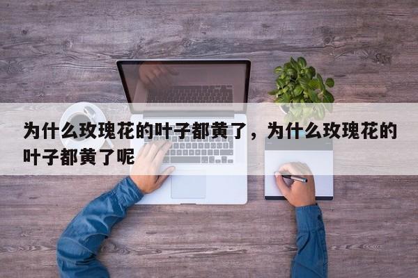为什么玫瑰花的叶子都黄了,为什么玫瑰花的叶子都黄了呢-第1张图片-我家生活百科 为什么玫瑰花的叶子都黄了,为什么玫瑰花的叶子都黄了呢-第1张图片-我家生活百科