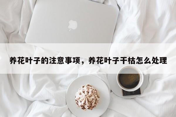 养花叶子的注意事项，养花叶子干枯怎么处理-第1张图片-我家生活百科