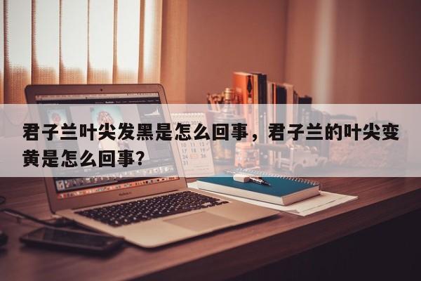 君子兰叶尖发黑是怎么回事，君子兰的叶尖变黄是怎么回事？-第1张图片-我家生活百科