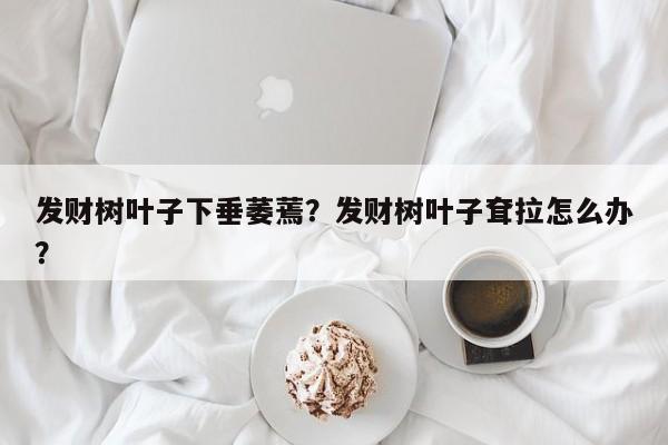 发财树叶子下垂萎蔫？发财树叶子耷拉怎么办？-第1张图片-我家生活百科