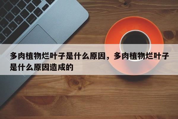 多肉植物烂叶子是什么原因，多肉植物烂叶子是什么原因造成的-第1张图片-我家生活百科