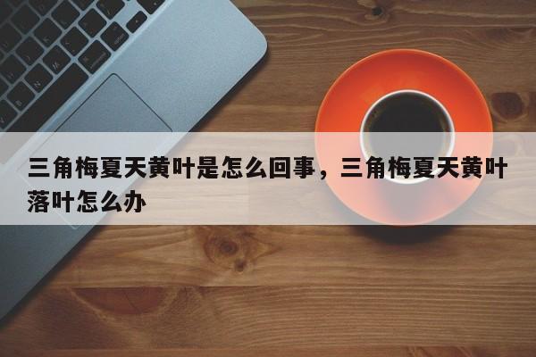 三角梅夏天黄叶是怎么回事，三角梅夏天黄叶落叶怎么办-第1张图片-我家生活百科