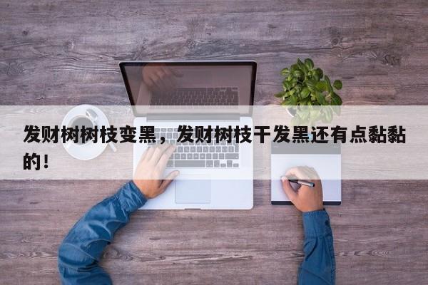 发财树树枝变黑，发财树枝干发黑还有点黏黏的！-第1张图片-我家生活百科
