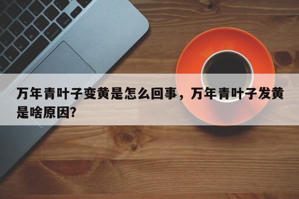 万年青叶子变黄是怎么回事，万年青叶子发黄是啥原因？-第1张图片-我家生活百科