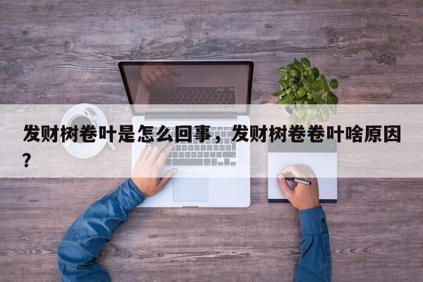 发财树卷叶是怎么回事，发财树卷卷叶啥原因？-第1张图片-我家生活百科