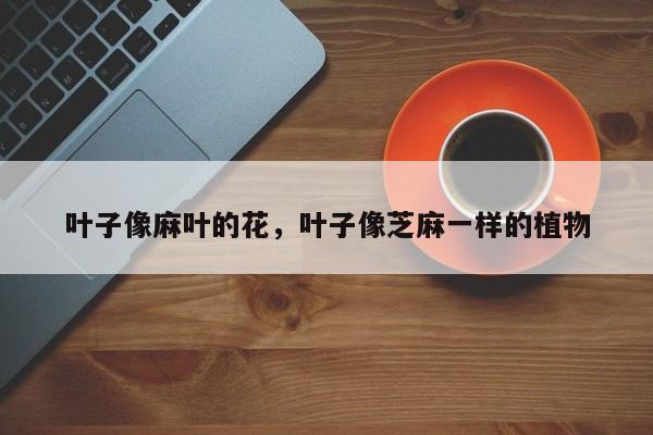 叶子像麻叶的花，叶子像芝麻一样的植物-第1张图片-我家生活百科