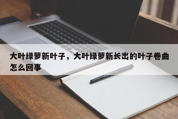大叶绿萝新叶子，大叶绿萝新长出的叶子卷曲怎么回事-第1张图片-我家生活百科