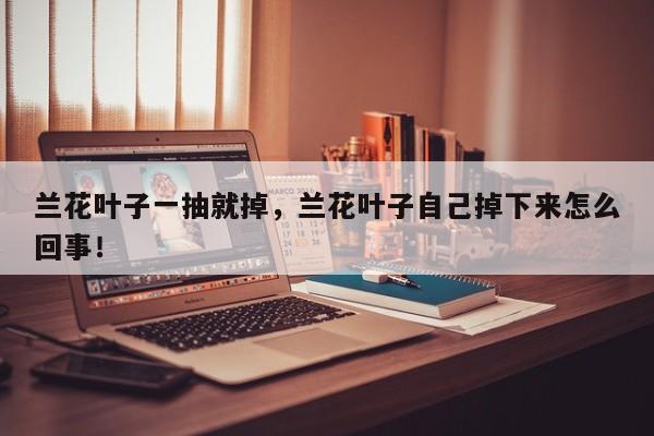 兰花叶子一抽就掉，兰花叶子自己掉下来怎么回事！-第1张图片-我家生活百科
