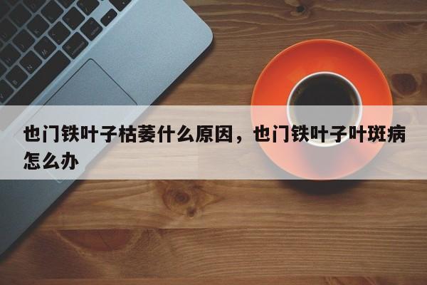 也门铁叶子枯萎什么原因，也门铁叶子叶斑病怎么办-第1张图片-我家生活百科