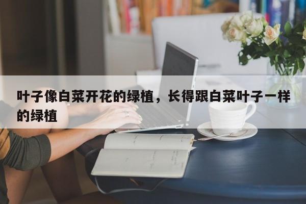 叶子像白菜开花的绿植，长得跟白菜叶子一样的绿植-第1张图片-我家生活百科