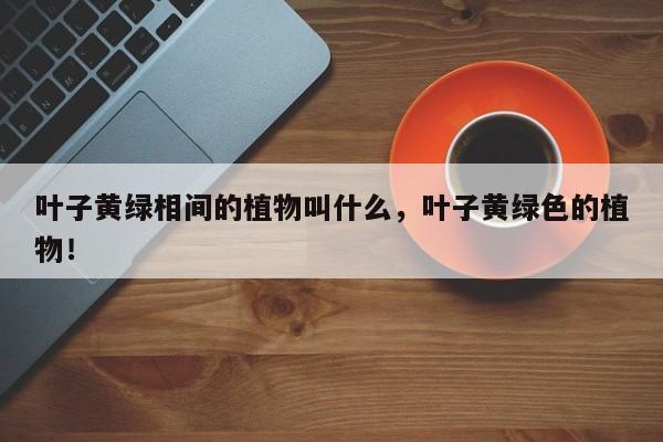 叶子黄绿相间的植物叫什么，叶子黄绿色的植物！-第1张图片-我家生活百科