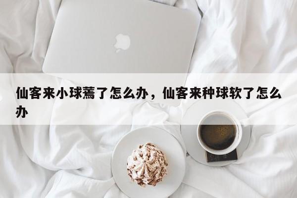 仙客来小球蔫了怎么办，仙客来种球软了怎么办-第1张图片-我家生活百科