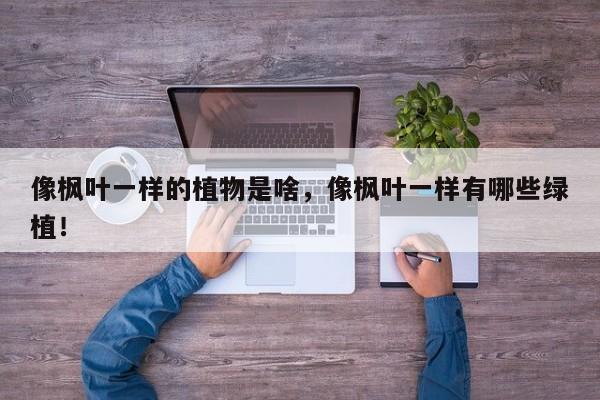 像枫叶一样的植物是啥，像枫叶一样有哪些绿植！-第1张图片-我家生活百科