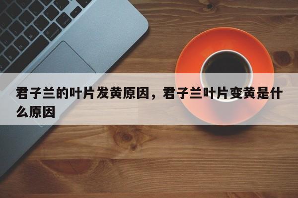 君子兰的叶片发黄原因，君子兰叶片变黄是什么原因-第1张图片-我家生活百科
