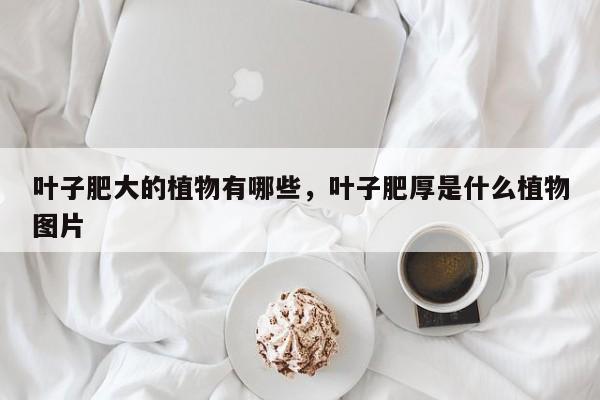 叶子肥大的植物有哪些，叶子肥厚是什么植物图片-第1张图片-我家生活百科