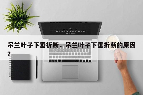 吊兰叶子下垂折断，吊兰叶子下垂折断的原因？-第1张图片-我家生活百科