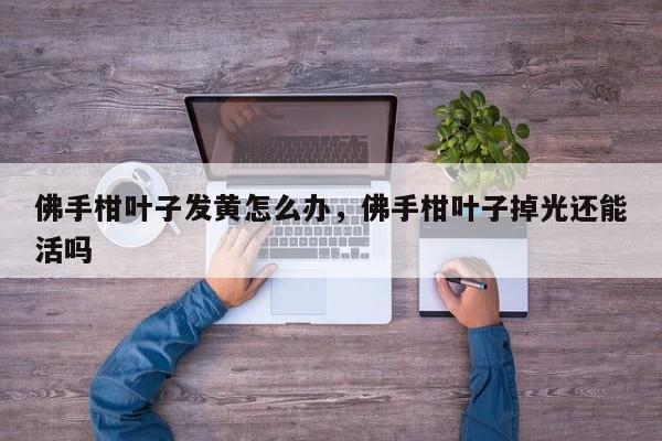 佛手柑叶子发黄怎么办，佛手柑叶子掉光还能活吗-第1张图片-我家生活百科