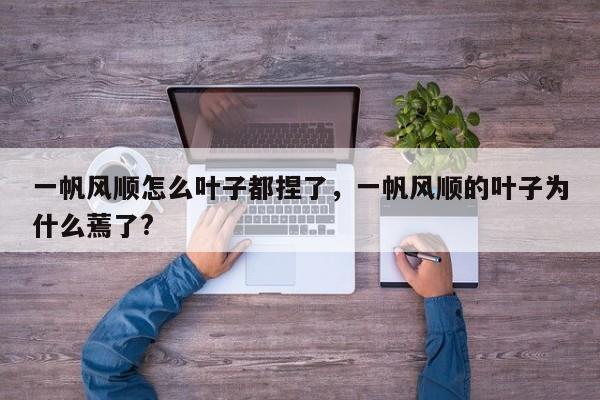 一帆风顺怎么叶子都捏了，一帆风顺的叶子为什么蔫了?-第1张图片-我家生活百科