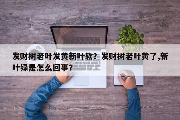 发财树老叶发黄新叶软？发财树老叶黄了,新叶绿是怎么回事？-第1张图片-我家生活百科