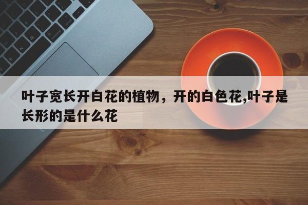 叶子宽长开白花的植物，开的白色花,叶子是长形的是什么花-第1张图片-我家生活百科