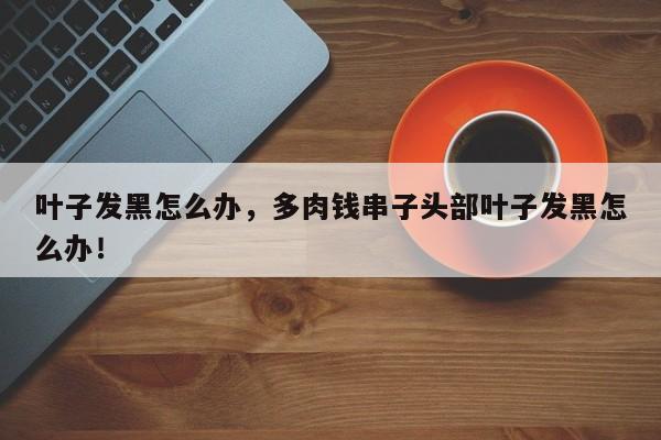 叶子发黑怎么办，多肉钱串子头部叶子发黑怎么办！-第1张图片-我家生活百科