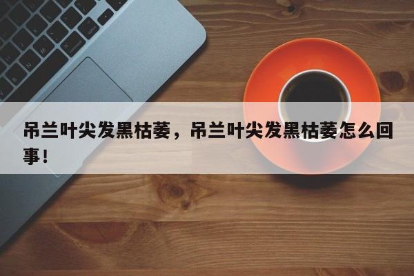 吊兰叶尖发黑枯萎，吊兰叶尖发黑枯萎怎么回事！-第1张图片-我家生活百科