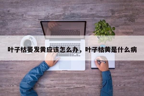 叶子枯萎发黄应该怎么办，叶子枯黄是什么病-第1张图片-我家生活百科