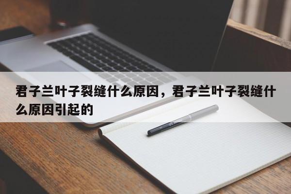君子兰叶子裂缝什么原因，君子兰叶子裂缝什么原因引起的-第1张图片-我家生活百科