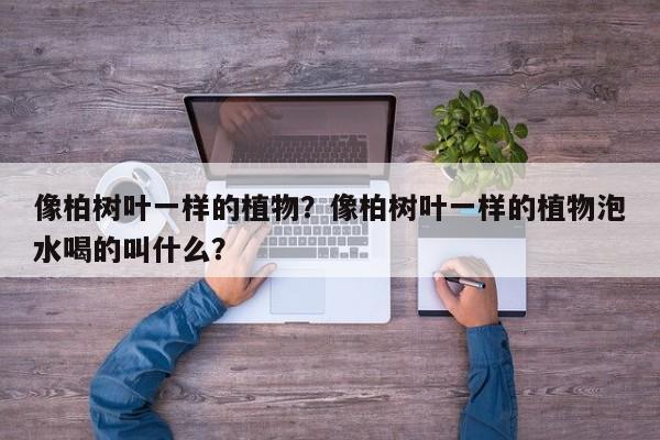 像柏树叶一样的植物？像柏树叶一样的植物泡水喝的叫什么？-第1张图片-我家生活百科