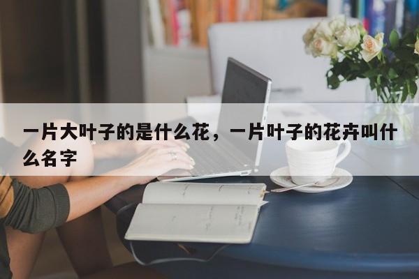 一片大叶子的是什么花，一片叶子的花卉叫什么名字-第1张图片-我家生活百科